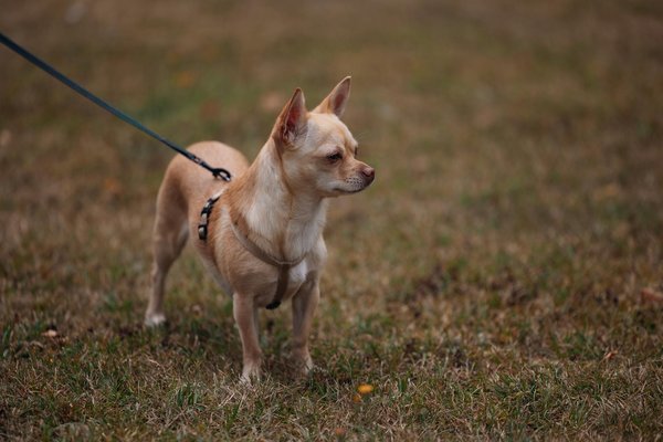 Comprimés vermifuge chien : la solution pour un intestin sain