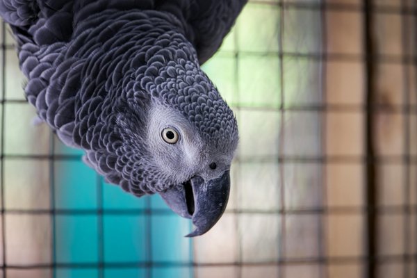 Assurances pour soins dentaires canins : est-ce nécessaire?