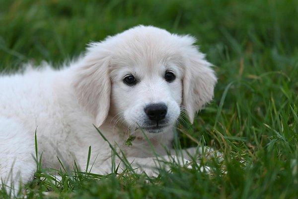 Tout savoir sur le Cane Corso : éducation et adoption