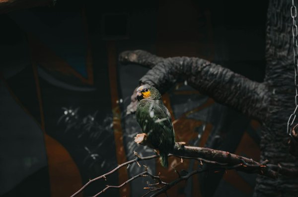 Stérilisation des chats : Des alternatives existent-elles ?