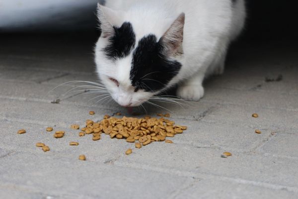 Croquettes pour chat stérilisé : les clés d'une bonne nutrition